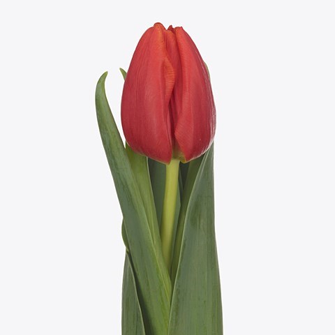 Tulips Countus