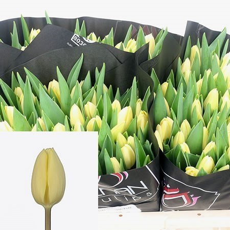 Tulips Creme Fraiche