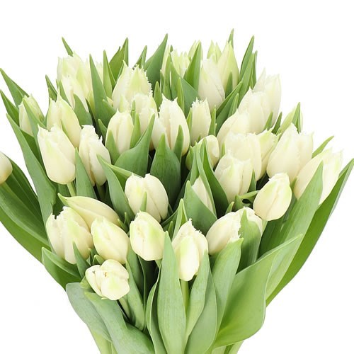 Tulips Cricko