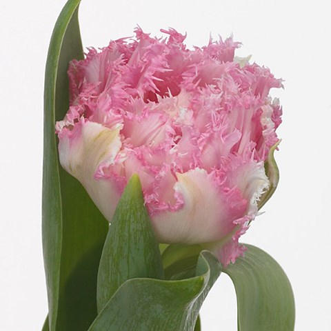 Tulips Crispion Love