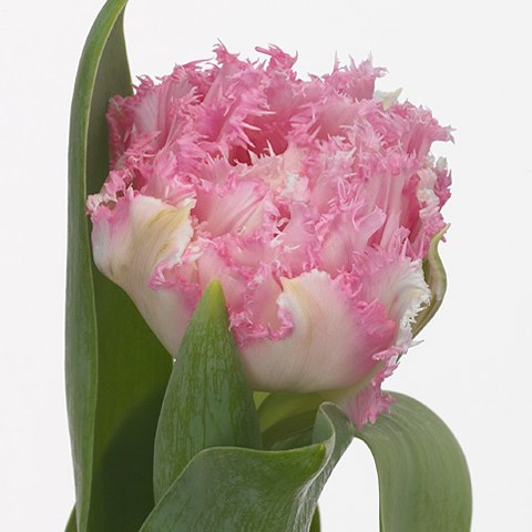 Tulips Crispion Love