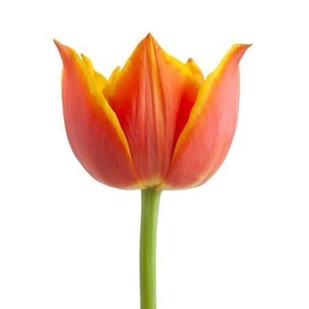Tulips Crossfire