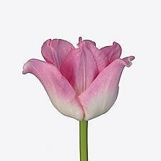 Tulips Crown Dynasty
