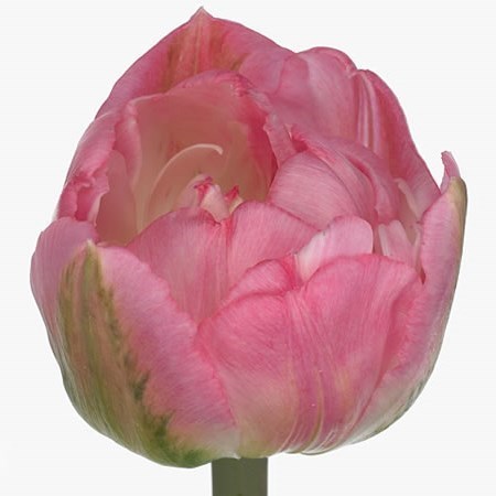 Tulips Daladier