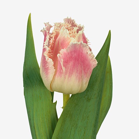 Tulips Dallas Rose