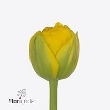 Tulips Dancing Queen