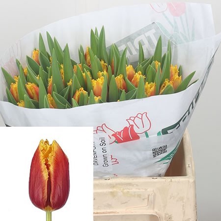 Tulips Davenport