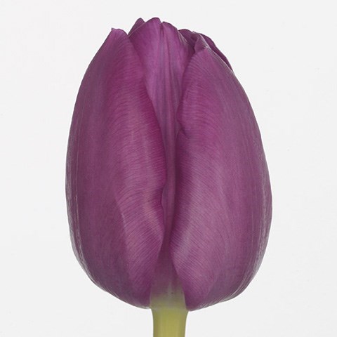 Tulips Dea