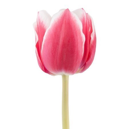 Tulips Debutante