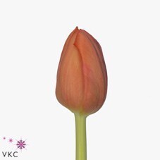 Tulips Delta Storm