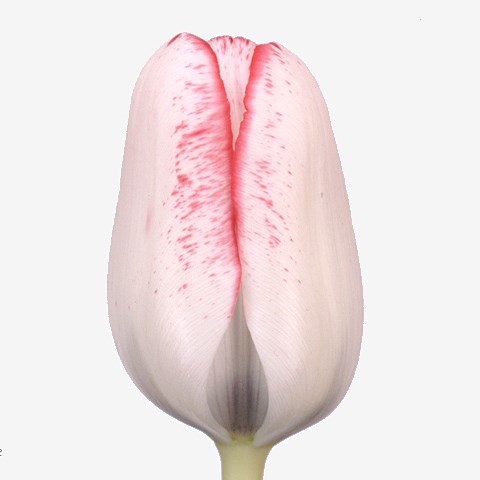 Tulips Denise