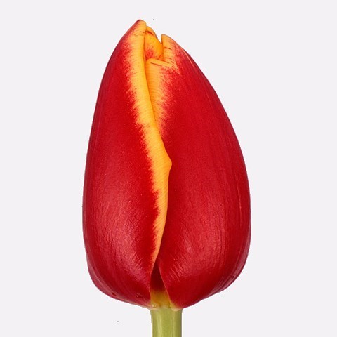 Tulips Denmark
