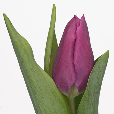 Tulips Destination