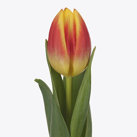 Tulips Disco