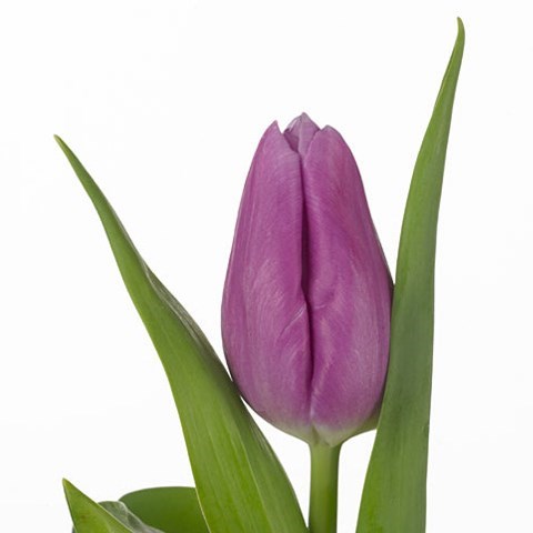 Tulips Donau