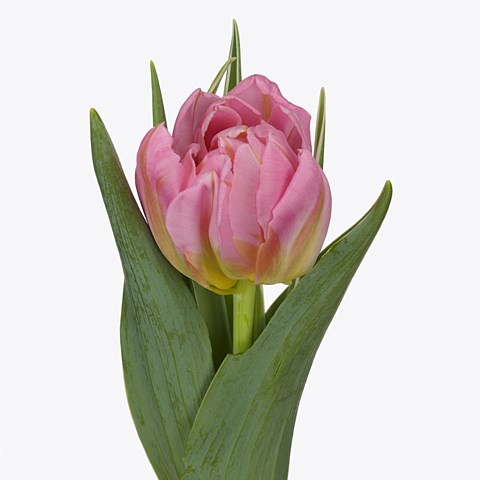 Tulips Dotcom