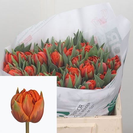 Tulips Double Wonder