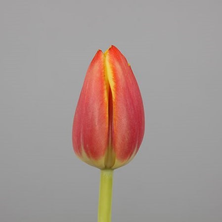 Tulips Dow Jones