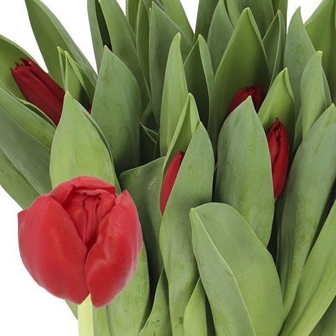 Tulips Dynamo