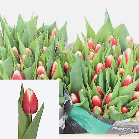 Tulips Energy4all