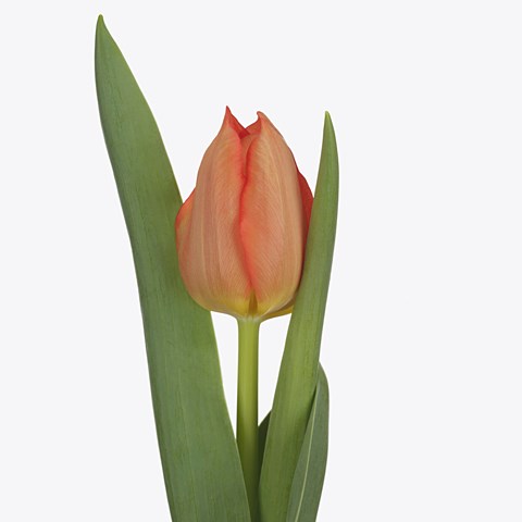 Tulips Enzo