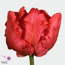 Tulips Erna Lindgreen (Parrot)