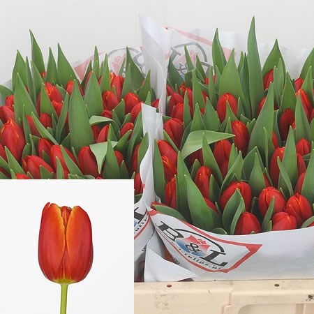 Tulips Esta Bonita