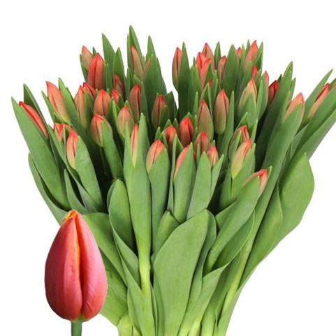 Tulips Esta Bonita
