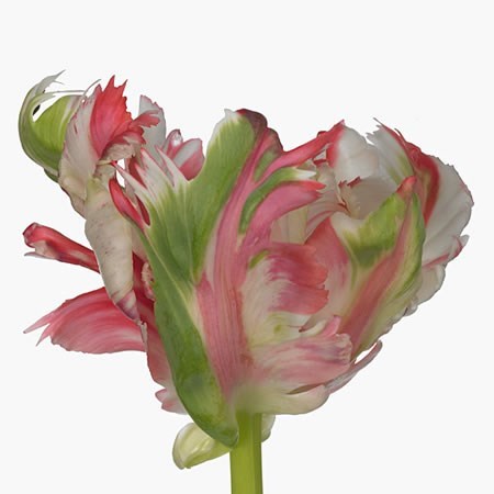 Tulips Estella Rijnveld (Parrot)