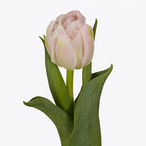 Tulips Fair Price