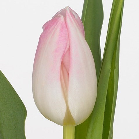 Tulips First Class