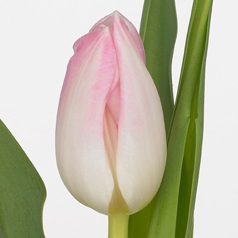 Tulips First Class