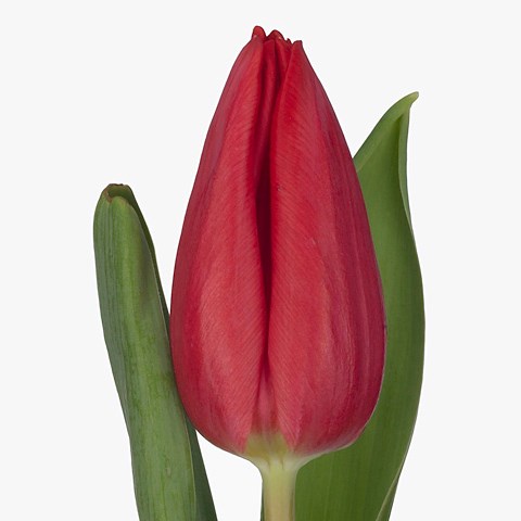 Tulips First Star