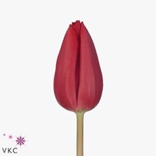 Tulips First Star