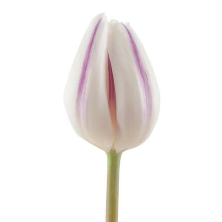 Tulips Flaming Flag