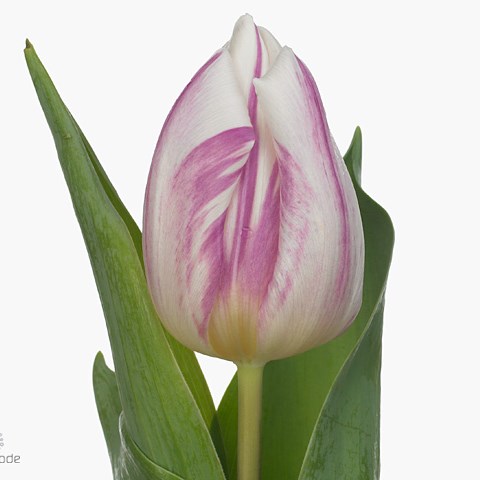Tulips Flaming Prince