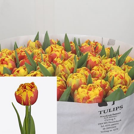 Tulips Flanello
