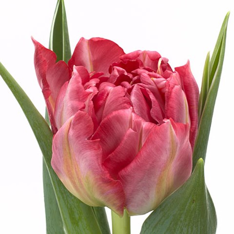 Tulips Flash Point