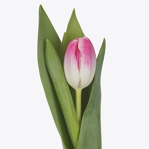 Tulips Florence
