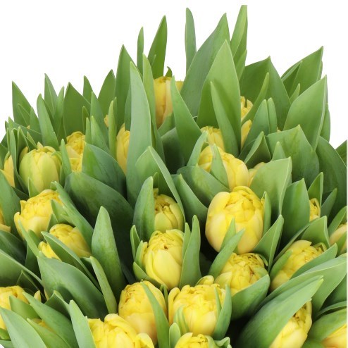 Tulips Forza
