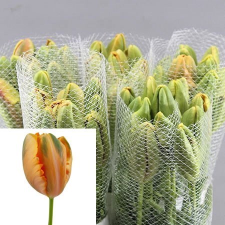 Tulips - French Avignon Parrot