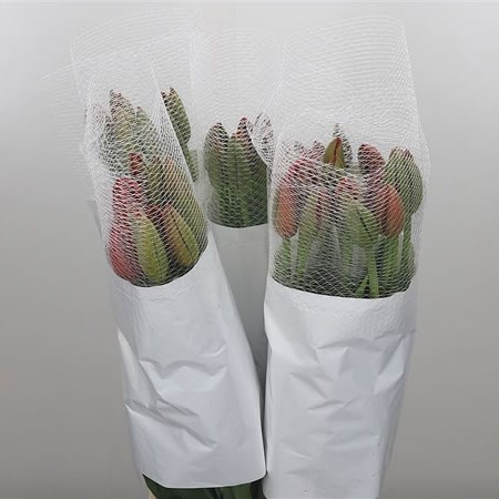 Tulips - French Baumes De Venice