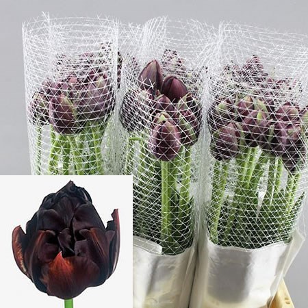 Tulips - French Black Hero