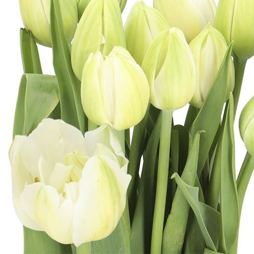 Tulips - French Borgo Vodice