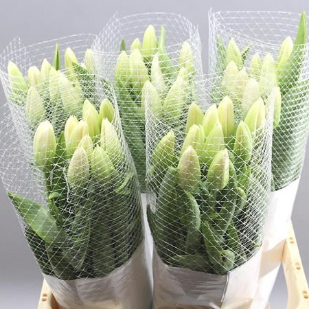 Tulips - French Chantilly