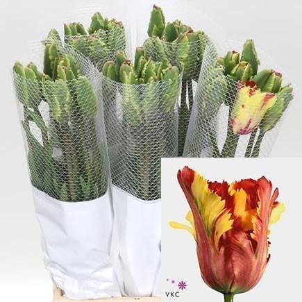 Tulips - French Flaming Parrot