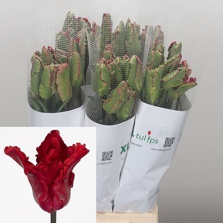 Tulips - French Garden Fire