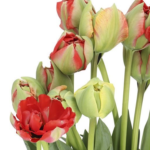 Tulips - French Gudoshnik Double