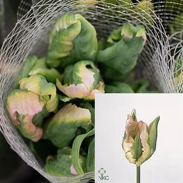 Tulips - French Parrot Green Wave