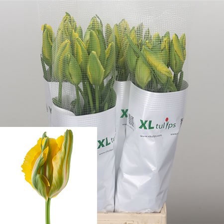 Tulips - French Parrot La Courtine